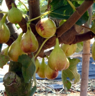 無花果苗/1年苗價(jià)格/2年苗價(jià)格/3年苗價(jià)格/無土栽培波姬紅無花果