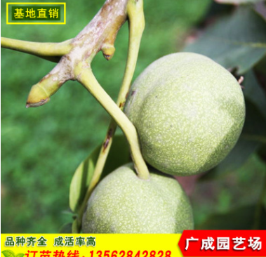 山東嫁接核桃苗抗病性強(qiáng)批發(fā)香玲核桃苗產(chǎn)量高品質(zhì)好9818核桃苗