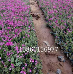 批發(fā)直銷叢生福祿考（芝櫻）盆栽花壇庭院綠化花海景觀量大質(zhì)優(yōu)顏
