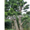 浙江杭州榔榆樁地徑7-19cm，高度1450-300cm。