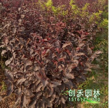 自產(chǎn)自銷 綠化苗木紫葉矮櫻 紫葉矮櫻苗 規(guī)格齊全 品種齊全易成活