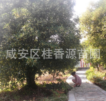 20公分湖北咸寧桂花樹，精品金桂銀桂四季桂丹桂