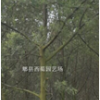 金合歡