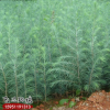 全國批發(fā)銷售雪松小苗 綠化工程用苗雪松苗量大從優(yōu)