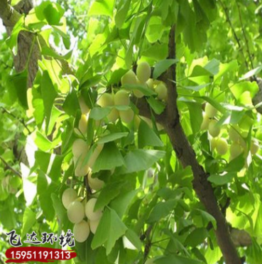 基地批發(fā)銷售銀杏樹苗 供應(yīng)優(yōu)質(zhì)工程綠化苗木銀杏樹苗量大從優(yōu)