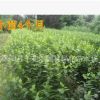 綠化苗木海棠 西府海棠苗 西湖海棠樹苗 規(guī)格齊全