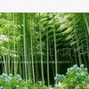 剛竹10株