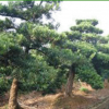 供應(yīng)羅漢松