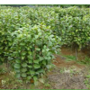 供應(yīng)茶花