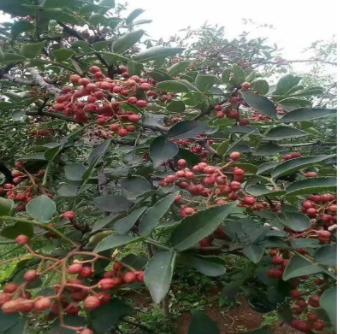 基地供應花椒苗 規(guī)格齊全 成活率高大紅袍花椒苗 現(xiàn)貨出售花椒苗