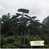 羅漢松 溫江三義園藝場(chǎng) 種植批發(fā) 綠化喬木
