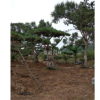 山東萊蕪造型油松，黑松供應(yīng)造型松