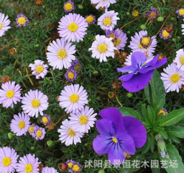批發(fā)五色菊種子優(yōu)質(zhì)新采草花種子陽(yáng)臺(tái)室內(nèi)五色菊盆栽 易成活