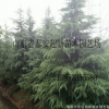 超新出售5米高優(yōu)質(zhì)雪松 供應(yīng)樹形好的大雪松樹