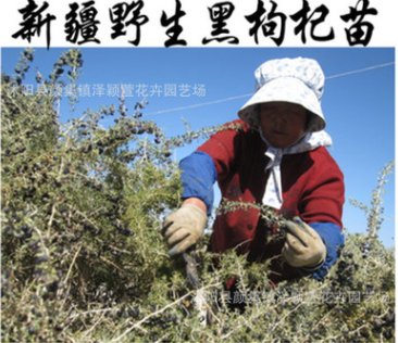 批發(fā)正宗野生黑枸杞苗 當(dāng)年結(jié)果食用野生黑枸杞大苗 多分枝包成活