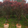 紅楓，苗木基地自產自銷，價格優惠，成活率高，園林工程綠植