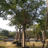 鳳凰木，鳳凰木樹冠寬廣，鳳凰木優質批發，福建基地直銷