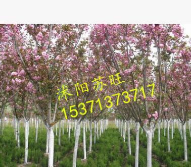 批發(fā)直銷日本櫻花小苗 低價出售 櫻花種苗 行道樹 工程綠化苗木