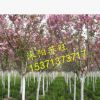 批發(fā)直銷日本櫻花小苗 低價(jià)出售 櫻花種苗 行道樹 工程綠化苗木