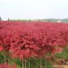 日本紅楓苗批發(fā) 園林綠化工程苗 紅楓嫁接樹苗 觀賞紅葉紅楓小苗
