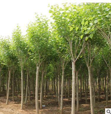 批發丁香 植物 丁香樹苗 叢生紫丁香 嫁接丁香 暴馬丁香