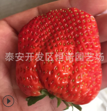 妙香7號草莓苗 章姬草莓苗 個頭大甜查理草莓苗基地批發(fā)