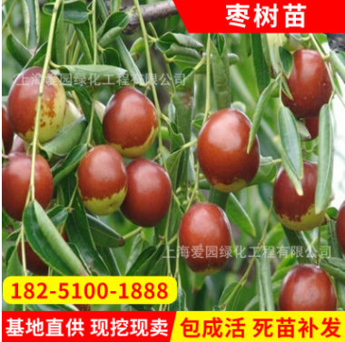 供應(yīng)易成活梨棗棗樹苗 產(chǎn)量高金絲4號棗樹苗 直銷棗樹苗