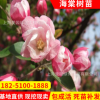基地直銷規(guī)格齊全西府海棠樹苗 量大優(yōu)惠 成活率好西府海棠樹苗