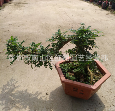 造型胡椒木清香木 廣州花卉盆栽基地自產(chǎn)自銷 清香木胡椒木
