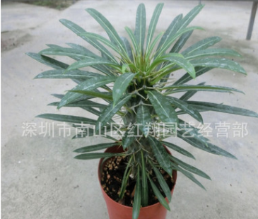 霸王樹 基地自產(chǎn)直銷綠植多肉盆栽植物非洲霸王樹