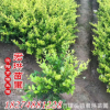 金葉女貞小毛球樹苗 綠化工程苗基地直發 園林植物毛球批發