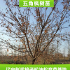 專業(yè)供應 優(yōu)質(zhì)五角楓樹苗 多種規(guī)格 落葉性風景綠化五角楓苗