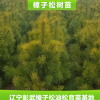 專業(yè)供應 優(yōu)質(zhì)樟子松樹苗 樟子松營養(yǎng)缽苗 樟子松綠化苗木