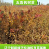 五角楓樹苗 遼寧五角楓樹苗 遼寧苗木基地