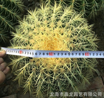 特大金琥黃刺金虎寬度30cm建設(shè)沙漠多肉科普展示沙生植物仙人球