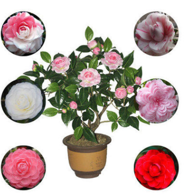 茶花苗帶花苞盆栽四季綠植花卉山茶花大苗當年開花十八學士包郵
