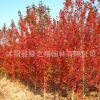 美國(guó)紅楓樹苗批發(fā)園林綠化苗木秋火焰 庭院風(fēng)景樹嫁接紅楓苗