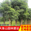 供應(yīng)全冠樹(shù)形飽滿樸樹(shù) 樸樹(shù)規(guī)格齊全 苗木綠化工程全冠樸樹(shù)批發(fā)