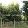 欒樹樹苗批發(fā)園林工程綠化苗木防護(hù)樹黃山欒樹