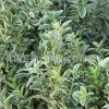 金邊黃楊苗批發(fā)工程綠化苗木綠籬灌叢黃楊苗行道觀賞植物金邊黃楊