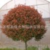 紅葉石楠球批發(fā)園林行道色塊綠化苗木 高桿紅葉石楠樹苗 綠籬植物