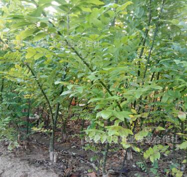 基地批發雙季米槐樹苗 雙季槐樹苗量