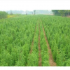 河北定州供應北京檜柏 檜柏價格 苗木檜柏哪家好 園林植物