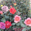 批發(fā)月季花 基地直銷 精品月季 大花月季 盆栽 綠化工程