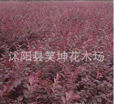 批發(fā)優(yōu)質(zhì)紅葉小檗苗 紅葉小檗 工程綠化苗 規(guī)格齊全量大優(yōu)惠
