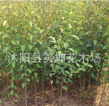 批發(fā)優(yōu)質(zhì)大葉女貞苗 綠化樹(shù)苗 行道景觀(guān)樹(shù)苗