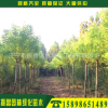 山東苗木種植基地 工程花卉樹苗國槐 黃金槐 金枝槐批發