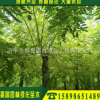 10公分速生國槐 專業種植各種樹苗 山東苗木種植基地