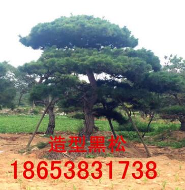 熱銷造型黑松 造型黑松 歡迎實(shí)地考察 多年生造型黑松