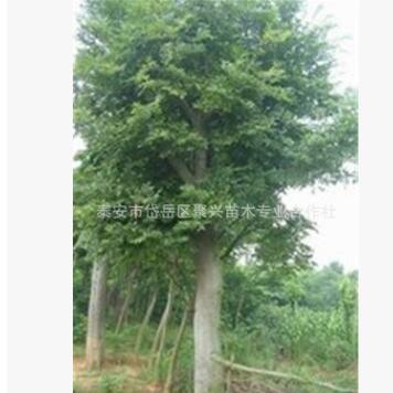 山東樸樹批發(fā) 新品種植多種規(guī)格樸樹 貨源充足景觀綠化樸樹